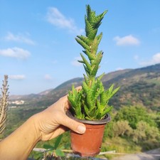 1 Vaso 9 Ø cm ALOE JUVENNA Brandham SQUARROSA Vera +1 Omaggio