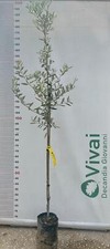 PIANTA DI ULIVO BIANCO LEUCOCARPA ALTEZZA 110/120 cm (foto reali) in fitocella