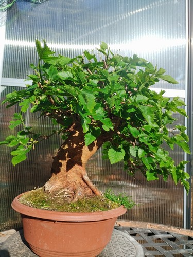 Bonsai morus shohin - bonsai, di
