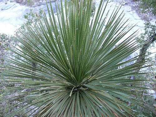 Dasylirion acrotrichum var