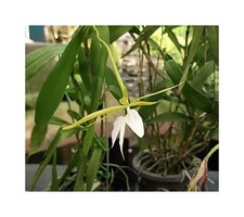 10x Epidendrum nocturnum
