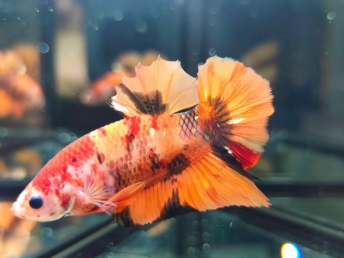 Pesce betta vivo - pesce,