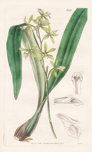 Epidendrum chloroleucum - epidendrum,