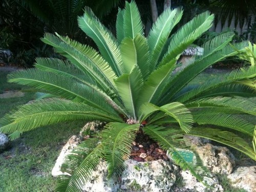 Dion edule mexican cycad very - edule,