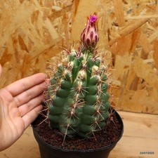 Thelocactus bicolor Vaso 14 cm