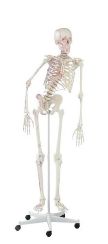 Anatomiche modello scheletro - anatomiche, modello,