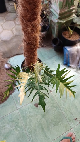 Quadro reale philodendron - quadro,