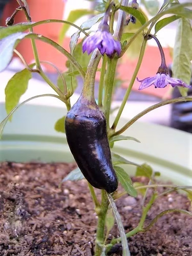 Peperoncino jalapeno purple - purple,