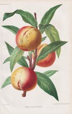 Nettarina Nectarine Frutta Pomologia Botanica Litografia Rivista Orticola 1865