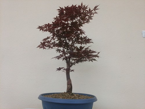 Bonsai acero palmato - bonsai,