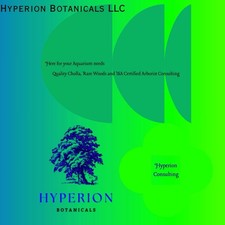 300 Pezzi CHOLLA Legno 6" Lg