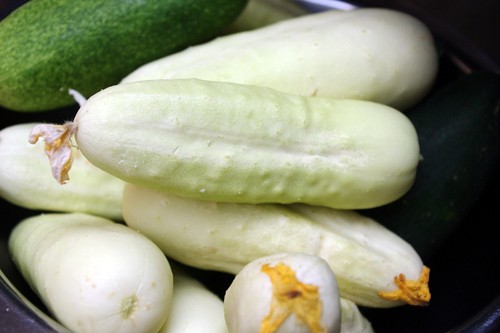Semi cetriolo bianco - semi,