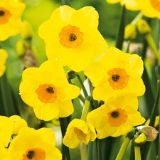 Narcisi bulbi di fiori cipolle fiori Narciso multifiore Golden Dawn 25 pz.