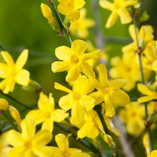 Pianta gelsomino giallo - gelsomino,