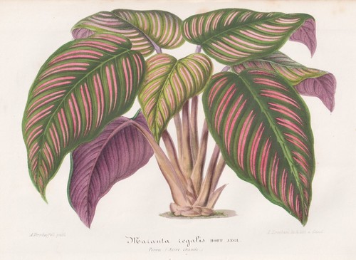 Maranta regalis brasile - regalis,
