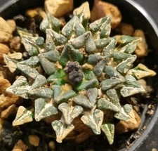ARIOCARPUS KOTSCHOUBEYANUS v