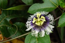 Passiflora Edulis Maracuja