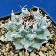 Turbinicarpus alonsoi var