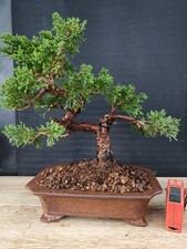 bonsai ginepro chinesis 33 cm