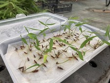 Bambù 300 Semi di Bamboo,Phillostachys Edulis Gigante Moso Raccolto 09/2024,Top