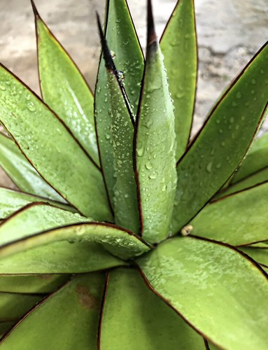 Agave romanii rare - romanii,,