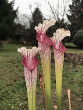 Pianta Carnivora Sarracenia