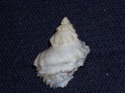 Coralliophila erosa amazing - coralliophila,