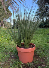 DASYLIRION LONGISSIMUM -