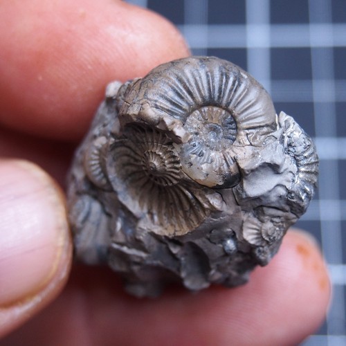 17mm pleuroceras ammonite - pleuroceras,