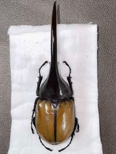 Dinasti Ercole trinidadensis