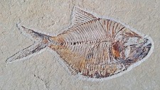 Gesso - Diplomystus birdi -