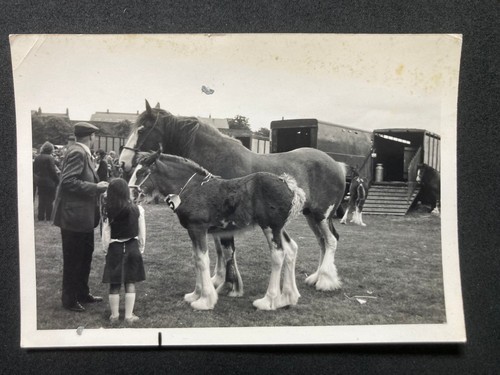 Horse foal show - foal,