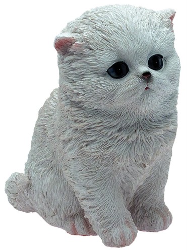 Gatto bianco cucciolo - gatto, cm