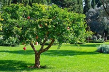 Melograno frutto punica - da,