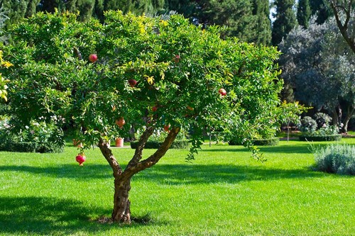 Melograno frutto punica - da, "punica