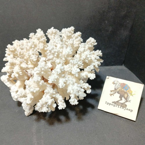 Corallo bianco peso kg - bianco, 1,1