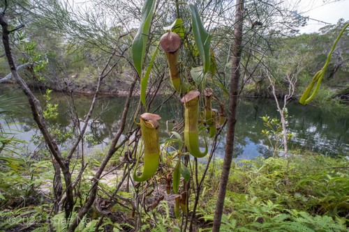 Nepenthes mirabilis pianta - mirabilis,
