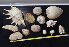 Lotto CONCHIGLIE da collezione