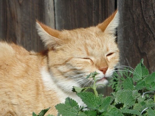 Pianta erba gatta nepeta - pianta,