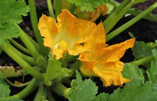 15 SEMI DI ZUCCHINA FIORITA + OMAGGIO