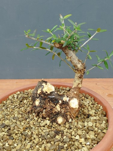 Bonsai olivastro 17x10cm - olivastro,