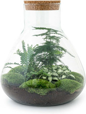 Terrario sam ecosistema - terrario,