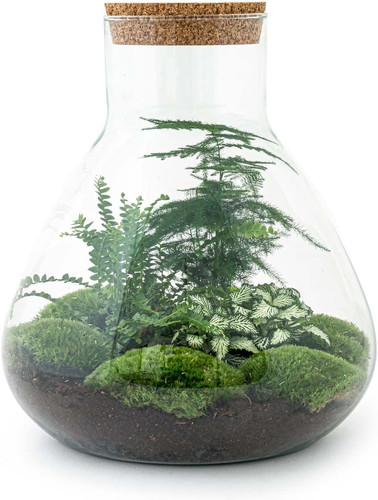 Terrario sam ecosistema - -, xl