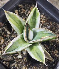 Sale Rare Cacti Agave titanota