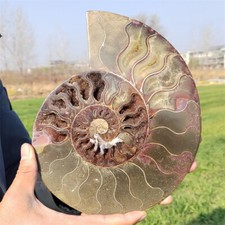 Cristallo di quarzo Reiki fossile ammonite naturale 2,7 libbre cristallo minerale decorazione regalo