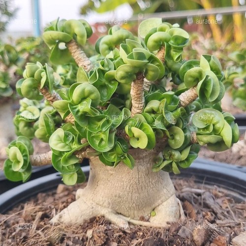 Adenium arabicum dorset horn - dorset,