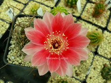 "VR 2012.69-88" Lobivia