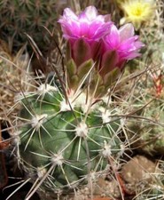 Sclerocactus cloveriae ssp