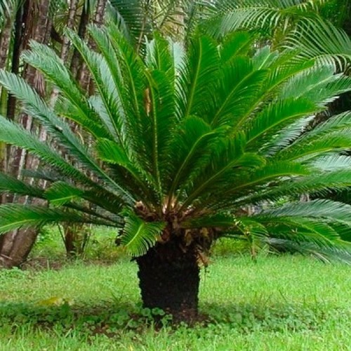 Semillas palmera del - semillas,