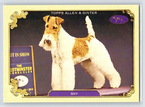Sky 2024 topps allen ginter - sky,